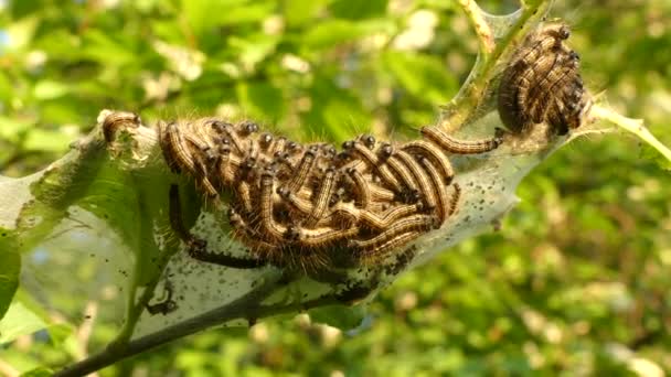 Thaumetopoea processionea caterpillars on leaf tree in summer — Stock Video