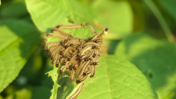 Thaumetopoea processionea rupsen op blad boom in de zomer — Stockvideo