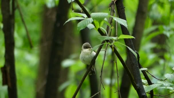 Ловец птиц, сидящий на ветке дерева в лесу — стоковое видео