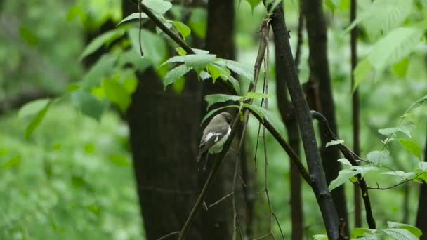 Птица Полуворотник Flycatcher сидя на ветке дерева в лесу, Ficedula semitorquata — стоковое видео