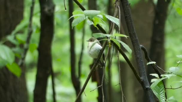 Птица Полуворотник Flycatcher сидя на ветке дерева в лесу, Ficedula semitorquata — стоковое видео