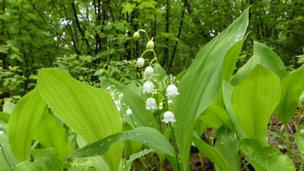 White Lily of valley after the rain in the wind. — Stock Video