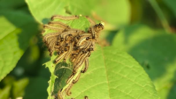 Thaumetopoea processionea rupsen op blad boom in de zomer — Stockvideo