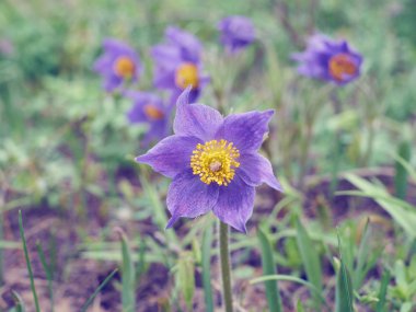 Pasque çiçek, ilk bahar çiçek