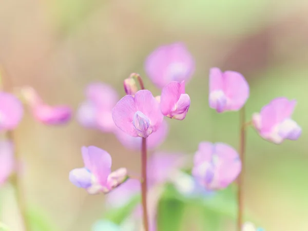 Blume Ononis in einem Wald — Stockfoto