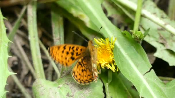 Papillon orange sur une fleur de pissenlit dans la forêt d'été 