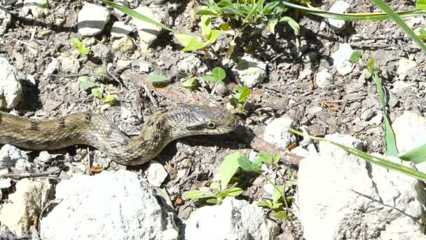 Poisonous viper snake. Central Russia. Summer. — Stock Video