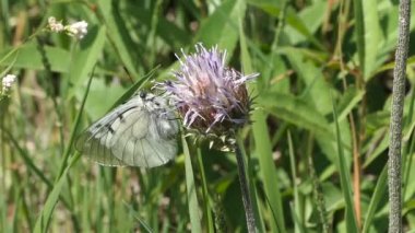 Büyük beyaz kırmızı clover.aporia crataegi çiçekler üzerinde besleme