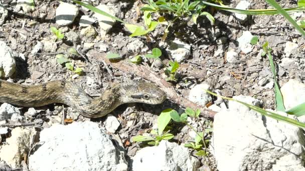 Serpiente víbora venenosa. Rusia Central. Verano . — Vídeo de stock