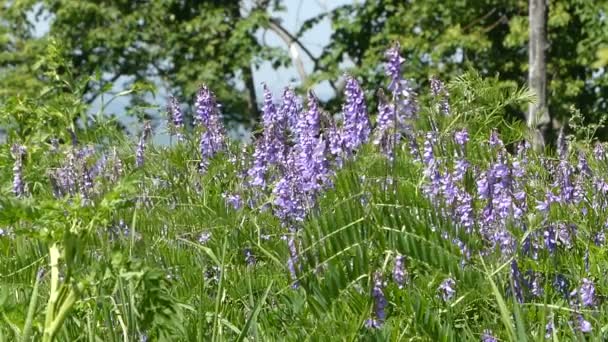 Hermosas flores moradas en el bosque — Vídeos de Stock