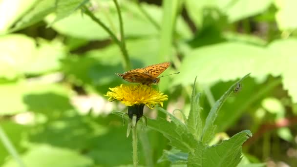 Mariposa naranja sobre una flor de diente de león en el bosque de verano — Vídeo de stock