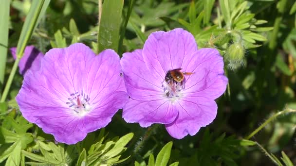 Vilda pelargoner. Bi på en vild pelargon blommor. — Stockvideo