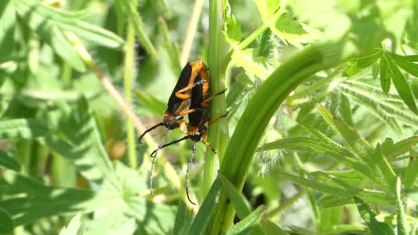  luciole mâle et femelle accouplement sur l'herbe 