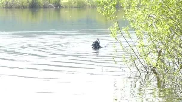 Buceador en el agua . — Vídeo de stock