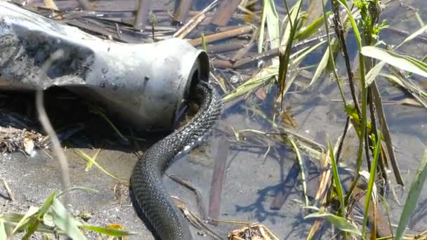 Natriks slang verstopt in tin bank. Het probleem van de ecologie. — Stockvideo