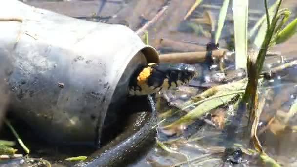 Natriks slang verstopt in tin bank. Het probleem van de ecologie. — Stockvideo