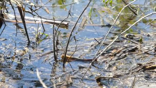 Black Snake (Natrix) wacht en aanval. — Stockvideo