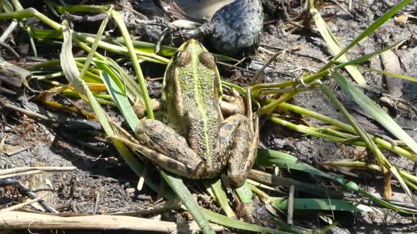 Rana en la hierba en la naturaleza . — Vídeos de Stock