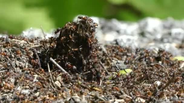 개미는 개미 집 생활 자연에. 화창한 날. — 비디오