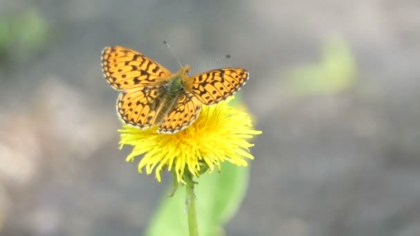 橙色在夏季森林蒲公英的花上的蝴蝶 — 图库视频影像