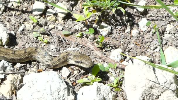 Serpiente víbora venenosa. Rusia Central. Verano . — Vídeo de stock