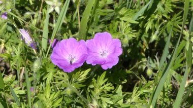 Vahşi sardunyalar. Orman vahşi Sardunya çiçekleri.