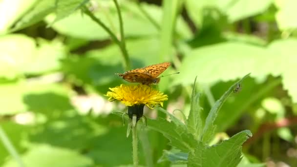 Πορτοκαλί πεταλούδα στο λουλούδι πικραλίδα στο δάσος καλοκαίρι — Αρχείο Βίντεο