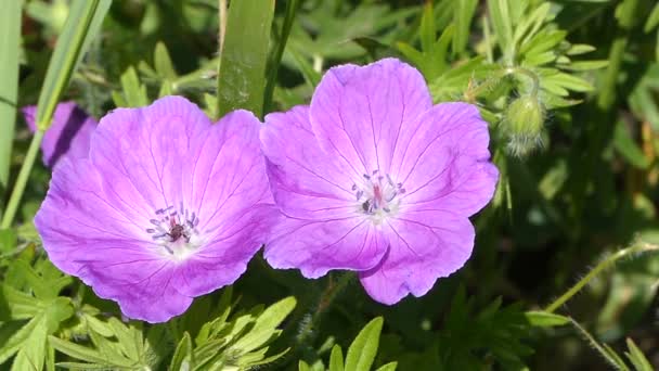 Wild Geraniums.  Bee on a wild geranium flowers. — Stock Video