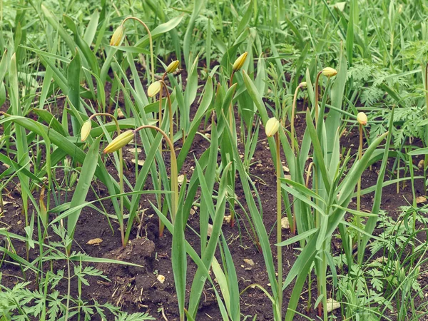 Schöne gelbe Tulpen auf der Wiese. — Stockfoto