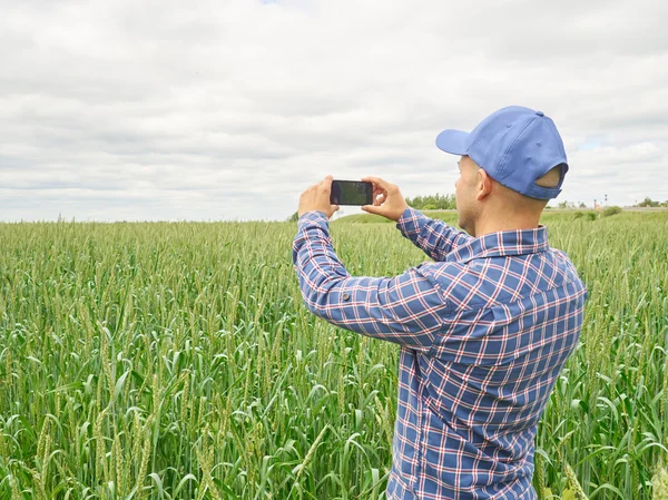 Agricultor fotografando planta de trigo no campo usando telefone celular — Fotografia de Stock