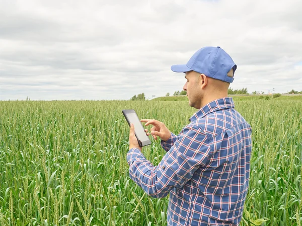 Bauer im karierten Hemd kontrolliert sein Feld mit Blick auf Tablet — Stockfoto