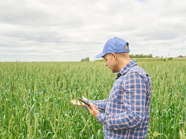 Bauer im karierten Hemd kontrolliert sein Feld mit Blick auf Tablet — Stockfoto