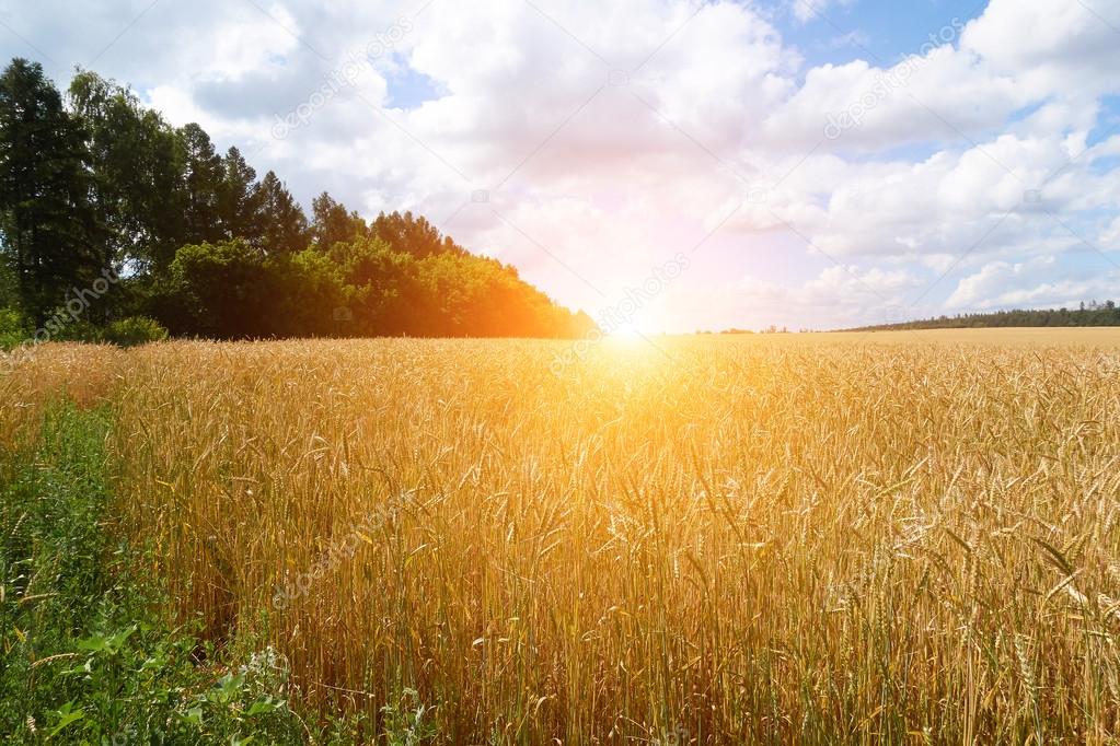 Paisaje natural soleado | Un campo de trigo, cultivo ...