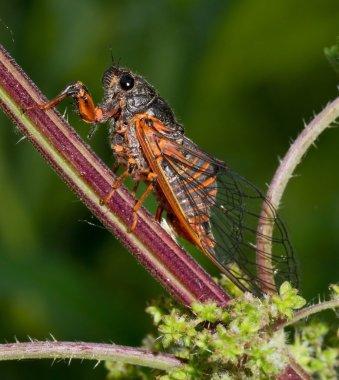 Ağustosböceği, yeşil, arka plan??