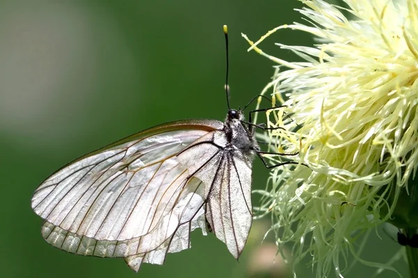 Butterfly summer flower wings — Stock Photo, Image