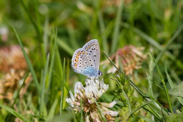 Butterfly summer flowers — Stock Photo, Image