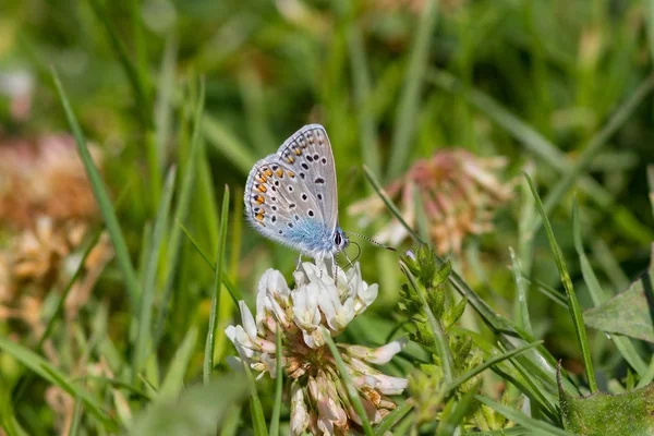 Butterfly summer flowers — Stock Photo, Image