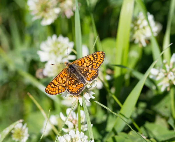 Butterfly summer flowers — Stock Photo, Image