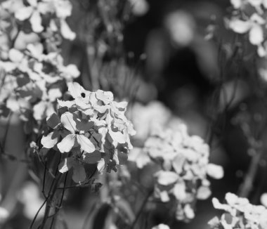 güzel çiçek arkaplanı