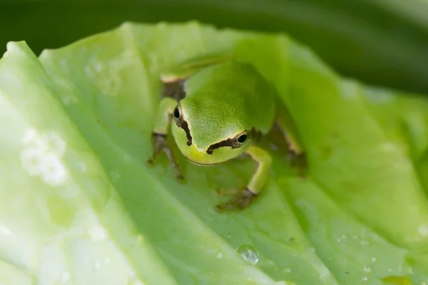 Rã verde — Fotografia de Stock