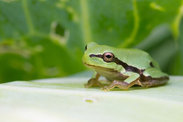 Green frog