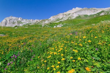 Çiçek güzel alanlar