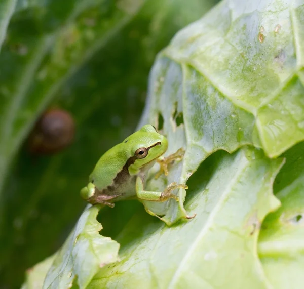 Grenouille verte — Photo