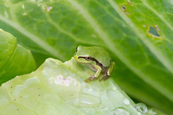 Rã verde — Fotografia de Stock