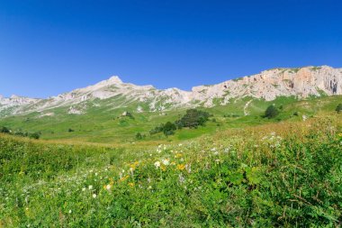 Çiçek güzel alanlar