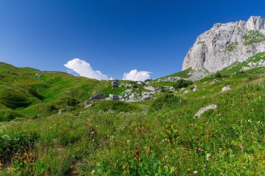 Çiçek güzel alanlar