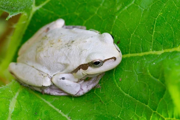 Grenouille blanche — Photo