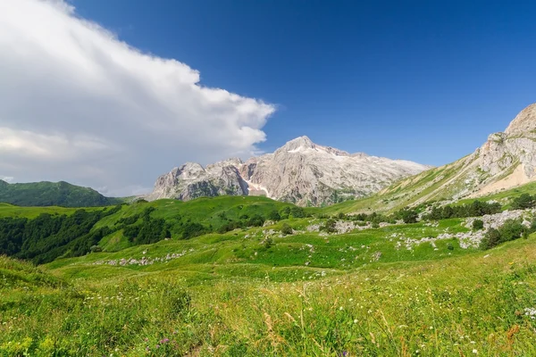 Çiçek güzel alanlar — Stok fotoğraf