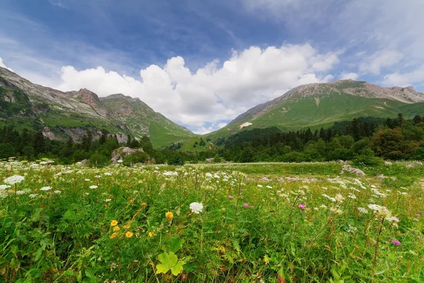 Çiçek güzel alanlar — Stok fotoğraf