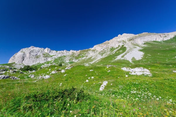 Beautiful fields of flowers Stock Image